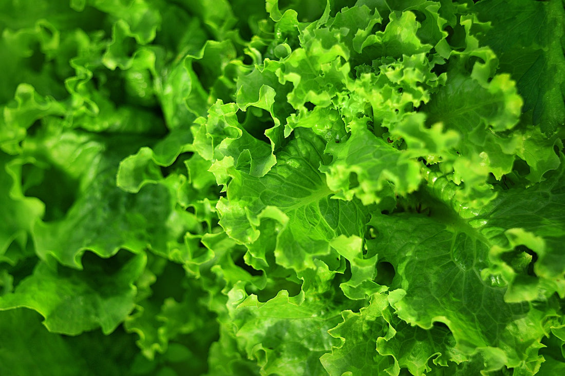 4 Reasons to Eat Leafy Greens